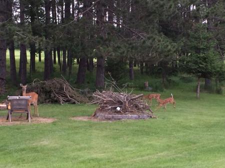 Not Ted's Deer.. Can't Kill Um Grill Um Here Ted. These are Ed's Deer!