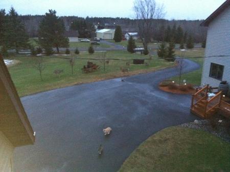 10 Deer 2 Cat 4-27-2011